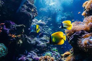 foto corallo scogliera con pesce blu mare subacqueo scena