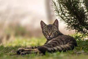 un' giovane bella adulto gatto sembra rilassato a il telecamera foto