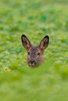 uno bellissimo daino si siede su un' verde campo nel primavera foto