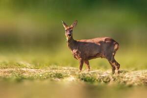 uno bellissimo capriolo cervo daino sta su un' prato nel estate foto