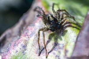 poco insetto su verde pianta nel il bellissimo natura foto