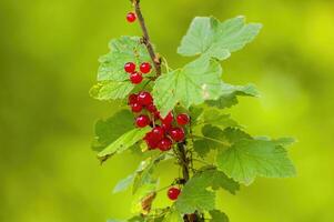 rosso bacca costolette su ribes cespuglio nel il giardino stagione foto