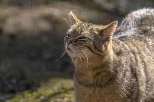 selvaggio gatto nel il verde stagione foglia foresta foto