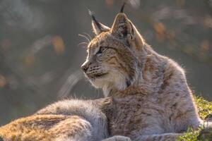 carino giovane lince nel il colorato natura selvaggia foresta foto