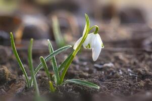 neve far cadere fiore nel mio stagione giardino foto