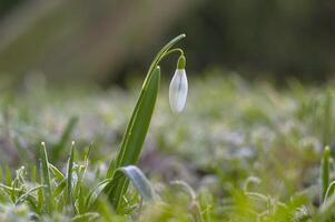 neve far cadere fiore nel mio stagione giardino foto