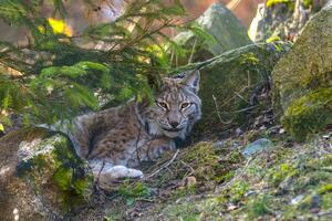 carino giovane lince nel il colorato natura selvaggia foresta foto