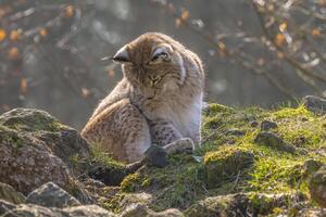 carino giovane lince nel il colorato natura selvaggia foresta foto