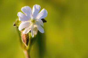 un' bellissimo colorato fiore con un' morbido sfondo foto