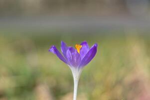 giallo blu bianca croco nel primavera Pasqua stagione giardino foto