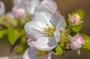 primavera fiore nel mio estate stagione giardino foto