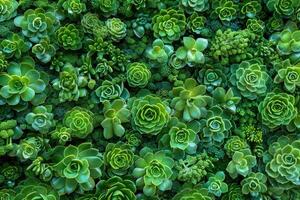 collezione di piccolo decorativo succulente, superiore Visualizza. foto