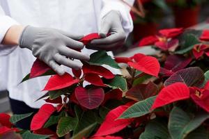toccando le foglie. foto ravvicinata di piante di colore rosso e verde che si prendono cura delle mani della donna in guanti grigi