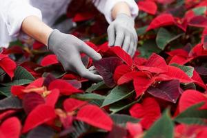 foto ravvicinata di piante di colore rosso e verde che si prendono cura delle mani della donna in guanti grigi