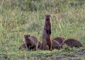 meerkat famiglia nel Africa foto