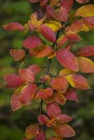 colorato autunno foglie, vicino su. autunno sfondo. naturale autunno struttura. foto