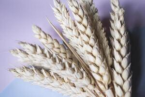 il orecchie di Grano su luminosa sfondo. foto