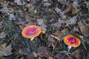 agarico di mosca nella foresta foto