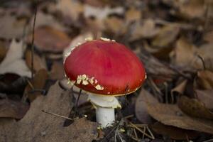 agarico di mosca nella foresta foto