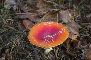 agarico di mosca nella foresta foto