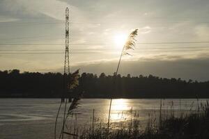 il giunchi vicino lago. idilliaco posto. foto