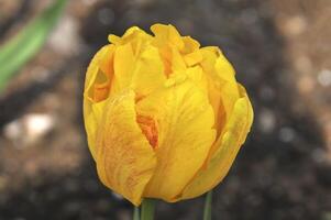 bellezza di tulipani nel keukenhof parco, nel Olanda foto