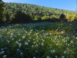 verde prato con molti piccolo bianca fiori e collina. superiore Visualizza di piccolo bianca fiori fioritura su campo. naturale alpi scenario foto