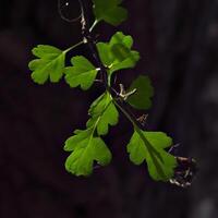 luminosa gren quercia le foglie su nero sfondo foto