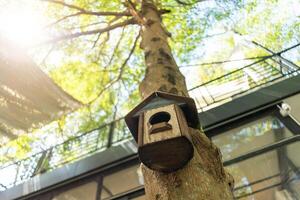 uccello Casa nel natura posto foto