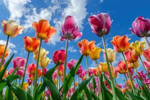 multicolore tulipani contro un' blu cielo foto