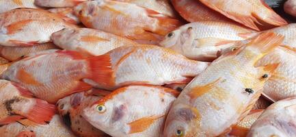 fresco crudo pesce vendita a tradizionale mercato. pesce vivace colore sfondo foto