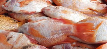 fresco crudo pesce vendita a tradizionale mercato. pesce vivace colore sfondo foto