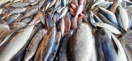 fresco crudo pesce vendita a tradizionale mercato. pesce vivace colore sfondo foto