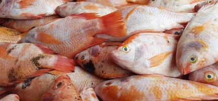 fresco crudo pesce vendita a tradizionale mercato. pesce vivace colore sfondo foto