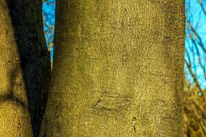 sfondo di il abbaiare di un' cladrastis Kentukea albero nel soleggiato tempo atmosferico. naturale pelle di natura. foto