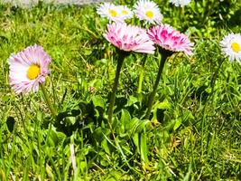 delicato bianca e rosa margherite o bellis perennis fiori su verde erba. prato margherita fioriture nel primavera foto
