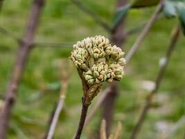 fiore mini cuffie di foglia di cuoio viburno, Viburnum rhytidophyllum nel presto primavera foto