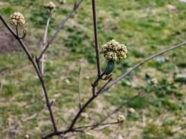 fiore mini cuffie di foglia di cuoio viburno, Viburnum rhytidophyllum nel presto primavera. foto