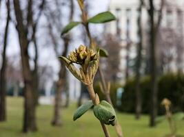 fiore mini cuffie di foglia di cuoio viburno, Viburnum rhytidophyllum nel presto primavera. foto