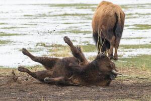 selvaggio americano bisonte su il alto pianure di Colorado. mammiferi di nord America. foto