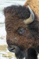 selvaggio americano bisonte su il alto pianure di Colorado. mammiferi di nord America. bisonte testa sparo. foto