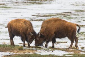 selvaggio americano bisonte su il alto pianure di Colorado. mammiferi di nord America. Due giovane bisonte risparmio nel un' nevoso campo. foto