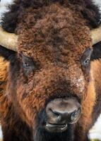 selvaggio americano bisonte su il alto pianure di Colorado. mammiferi di nord America. foto