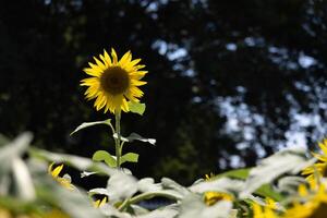 girasoli a il azienda agricola soleggiato giorno foto