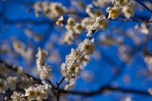 prugna fiore dietro a il blu cielo soleggiato giorno foto