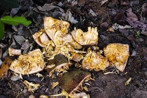 maturo jackfruit stracci su il pavimento foto