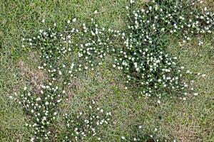 fioritura selvaggio alto erba nel natura foto