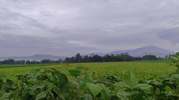 Visualizza di verde riso i campi con un' strada affiancato di riso i campi e circondato di colline foto