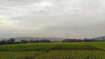 Visualizza di verde riso i campi con un' strada affiancato di riso i campi e circondato di colline foto