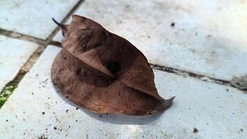 macrophoto di asciutto le foglie su il pavimento foto